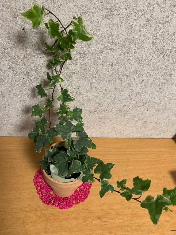 の画像 by くわまささん | アイビー(ヘデラ)と観葉植物といただいた!とみどりのある暮らし