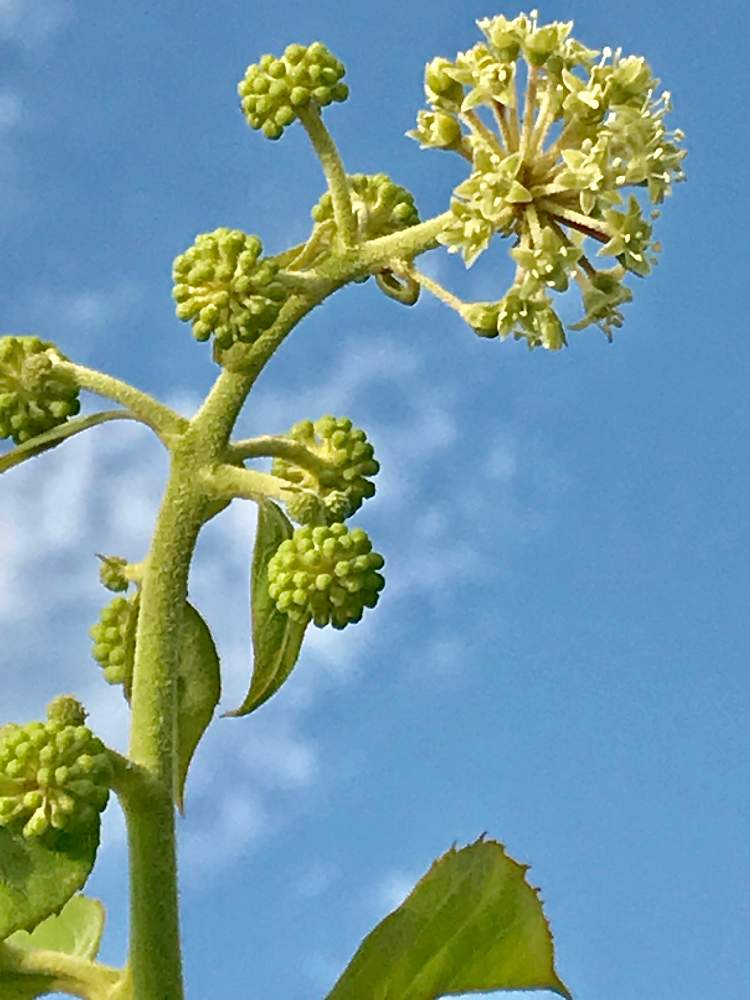 畑の画像 by アボガドさん | 畑と山ウドとはたけと花のある暮らしと植えっぱなし植物と花壇、山野草