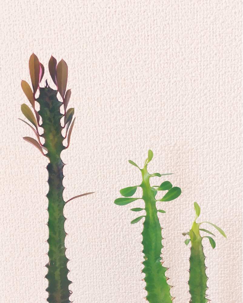部屋の画像 by ちいさん | 部屋と観葉植物と100均と植中毒