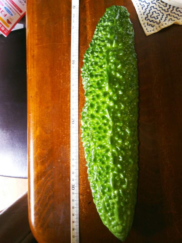 キッチンの画像 by 気まぐれ猫さん | キッチンとゴーヤと植物のある暮らしと自家栽培の野菜達とずぼらな園芸と食べられる植物と植物大好きと旬の野菜とGS映えと美味しい野菜とガーデニングと家庭菜園奮闘日記とスマホ撮り