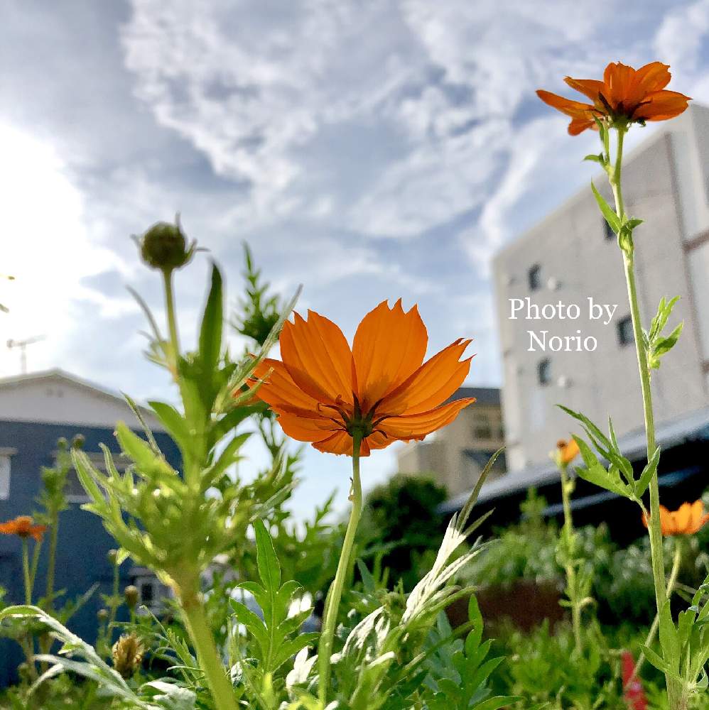 お出かけ先の画像 by Norioさん | お出かけ先と近所の花とGS映えとキバナコスモス☆と花のある暮らしとお散歩