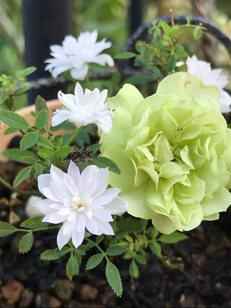 小さな庭の画像 by スノーベルさん | 小さな庭と薔薇愛同盟と植中毒とミニバラ極小輪と鉢植えと花のある暮らし