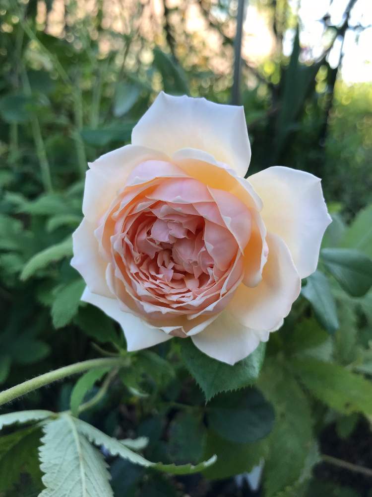 小さな庭の画像 by スノーベルさん | 小さな庭と薔薇愛同盟と挿し木と植中毒といい香りと花のある暮らし