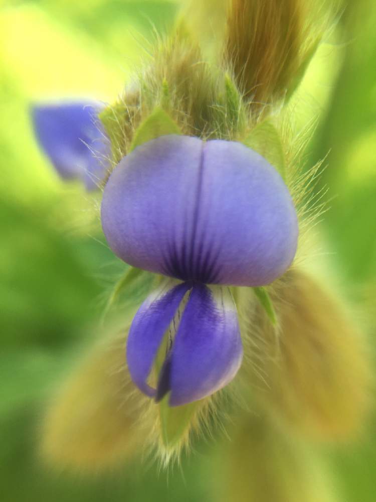 お出かけ先の画像 by しんくん6歳の植物図鑑さん | お出かけ先とタヌキマメとつるとかわいいはなとおもしろいと癒しといろいろな花とウツクシイとキレイ☆と癒しの空間と今日の一枚としょくぶつの花としょくぶつときれいだね〜〜❣️と癒され風景ときれいな色と花のある暮らしと花がきれいとかわいいな♡ときれいな景色とうっとりとGREEN UP!