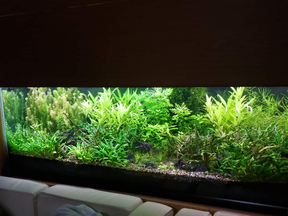 部屋の画像 by マサボンさん | 部屋と水草と水草水槽と熱帯魚と150cm