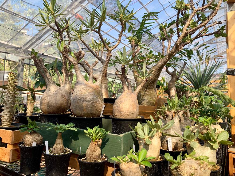 インテリアの画像 by Flower Villageさん | インテリアと多肉植物とパキポディウム属と観葉植物とボタニカルライフとグリーンインテリアとロックガーデンとパキポディウムマカイエンセとマダガスカルと鷺沼とベランダガーデンとコーデックスと植中毒とフラワービレッジと塊根植物とパキポディウム グラキリウスと 恵比寿笑い とパキポディウムエブレネウムとflowervillageと夏型塊根植物とインテリアグリーン