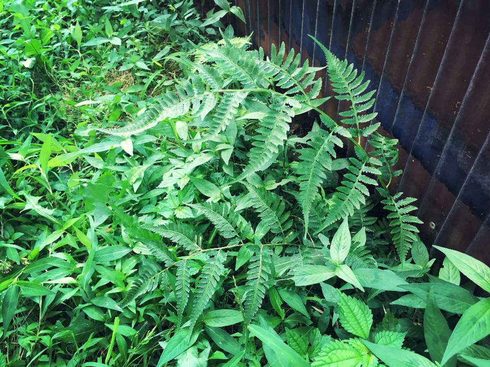小さな庭の画像 by Iron and Woodさん | 小さな庭と名前を教えて!と観葉植物とシダ植物とシダ好きとシェードガーデン(?)