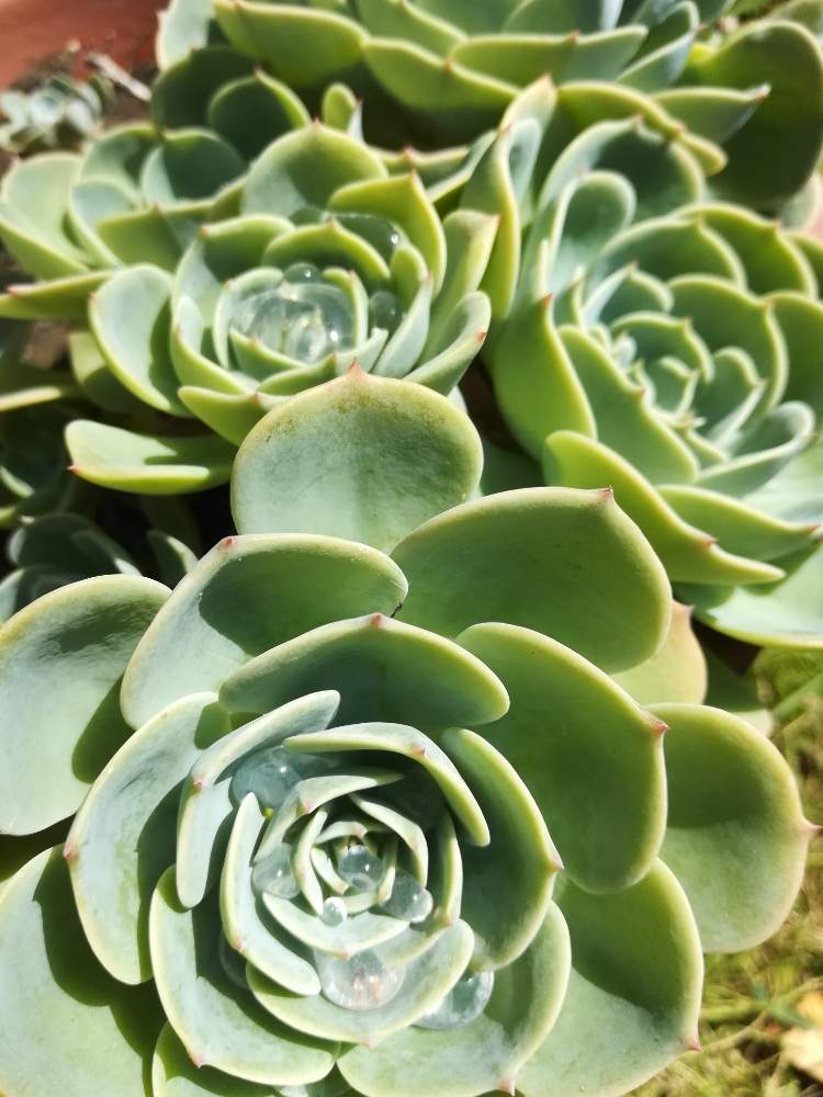 小さな庭の画像 by オッカさん | 小さな庭と七福神と多肉植物とたのしいと眩しい優しさと幸せとキラキラ✨とうれしいな♪とありがとう♡とありがとう❤️と嬉しいときれいと多肉女子と癒されると優しい気分と花のある暮らしと楽しみ〜と七福神 多肉とエケベリア・七福神