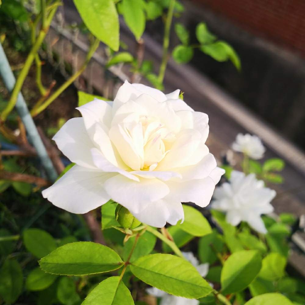 小さな庭の画像 by akkoさん | 小さな庭とアイスバーグとばら バラ 薔薇と白いバラと夏の花とアイスバーグ!と夏の花壇と白い花
