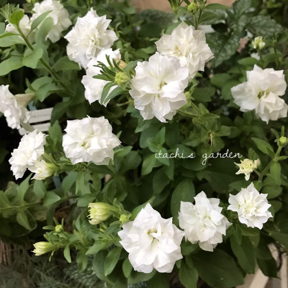 玄関の画像 by itachiさん | 玄関と趣味がお仕事にと植物のある暮らしとバスケットとお花大好き♡と寄せ植えとガーデニング大好き❤️とホイップマカロンと満開と植物大好きと八重咲きと癒されると花のある暮らしとサフィニアフリル。と玄関先と涼やか