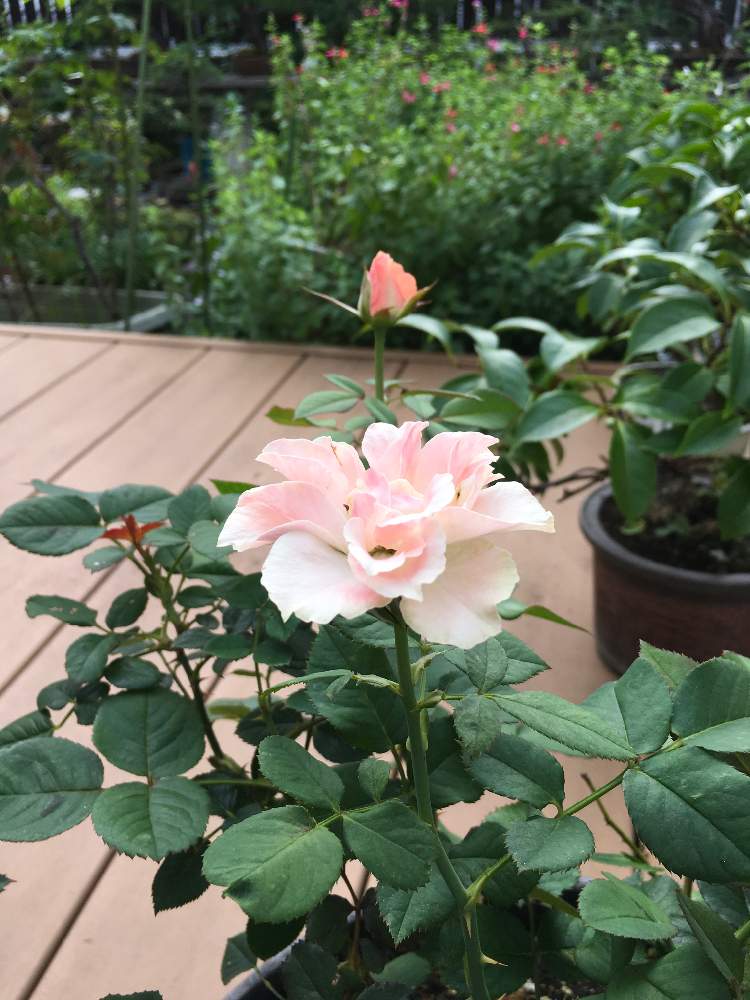 バルコニー/ベランダの画像 by HTさん | バルコニー/ベランダと薔薇に魅せられてとミニ薔薇と花のある暮らしと薔薇の花