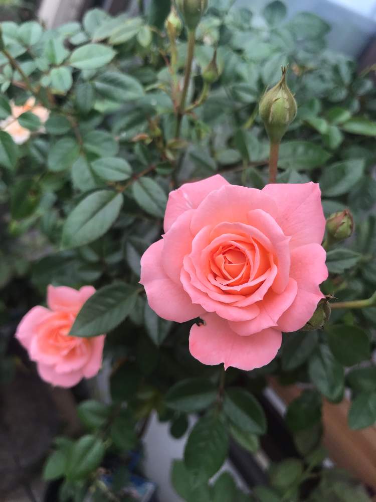 小さな庭の画像 by スノーベルさん | 小さな庭と薔薇愛同盟とスタンダード仕立てバラとオレンジピンクと植中毒とミニと鉢植えと花のある暮らし