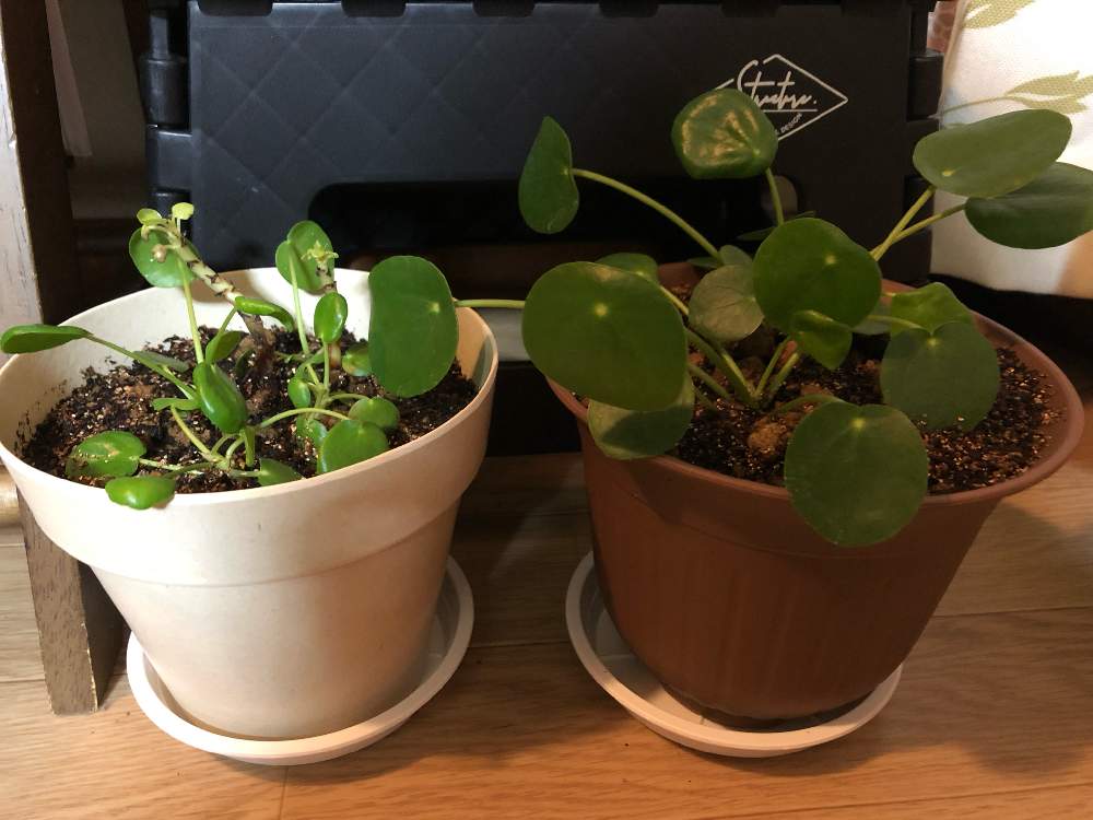 部屋の画像 by momoさん | 部屋とピレアペペロミオイデスと観葉植物とグリーンのある暮らしとわが家の観葉植物❢と株分けとピレア属と植え替えと水耕栽培とペペロミア属とピレアペペロミオイデス好きとピレアペペノミオイデス