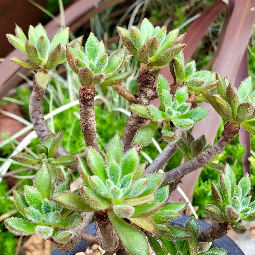 の画像 by うにてんてんさん | ハムシーと多肉植物と多肉大好きと親戚宅と親戚の家といただいた!と多肉のある暮らしと緑のある暮らしと頂き物♡とお盆と頂き物