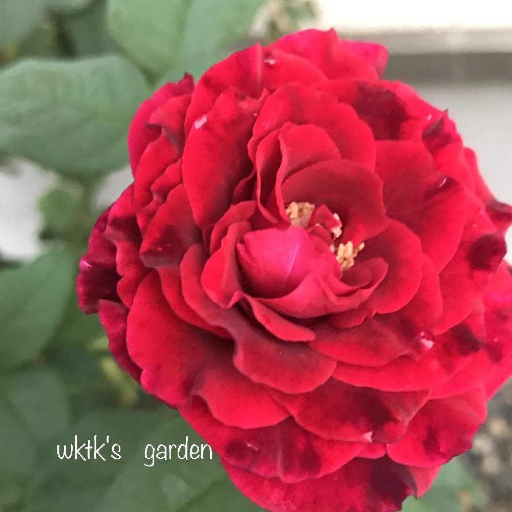小さな庭の画像 by wktkさん | 小さな庭とアストリットグレーフィンフォンハルデンベルクとばら バラ 薔薇と薔薇愛同盟とタンタウと薔薇好きと薔薇に魅せられてとバラと夢CLUBと赤い花と鉢植えとバラが好きと薔薇♪とバラ・ミニバラとiPhone撮影