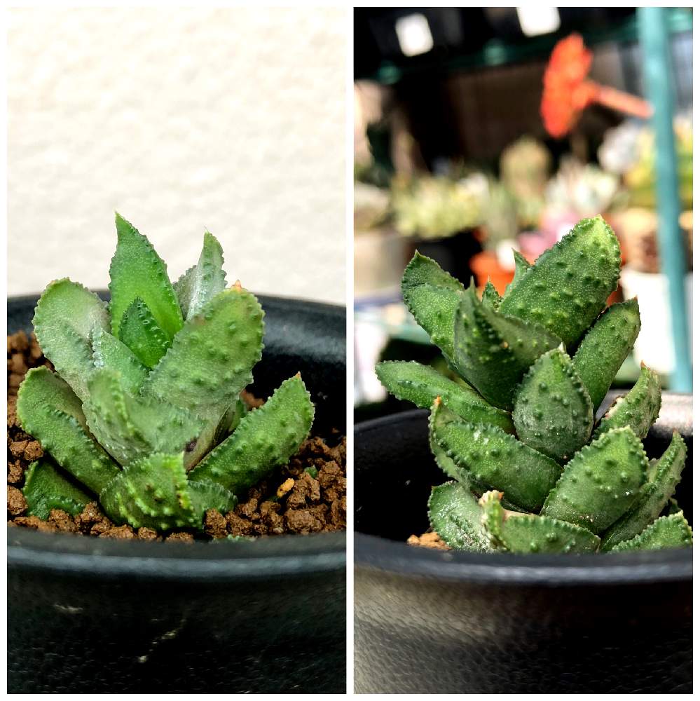 バルコニー/ベランダの画像 by TOMOさん | バルコニー/ベランダとアストロロバ ブルラータと多肉植物と千葉県と魅惑の硬葉‼︎とマイコレクションとno green no lifeとベランダーとビザールプランツ