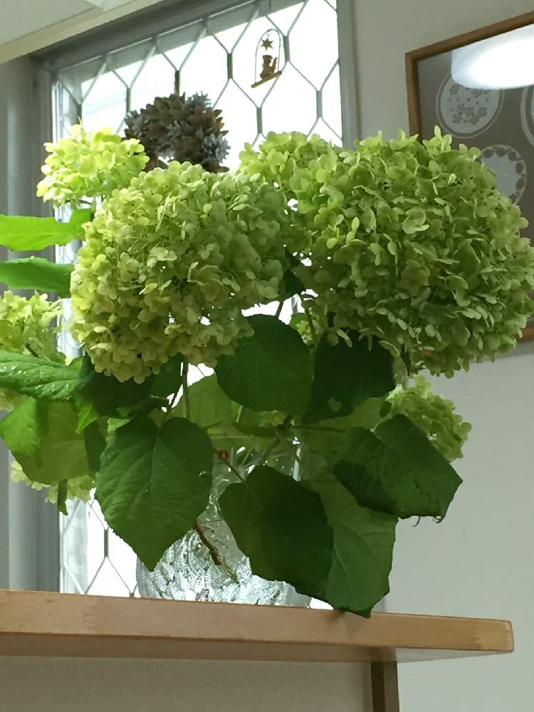 部屋の画像 by Flower✴︎さん | 部屋ところりん♫と素敵なお出迎え♡とイキイキ 元気と華やかとGS映えとアナベル 紫陽花とキッチンカウンターとグッドアングル♡とリビングと感謝♡ありがとう♡と花のある暮らしとかわいいと家庭菜園奮闘日記と元気✨と素敵インテリア♡と癒し♡とグリーンと可愛い♡と北欧