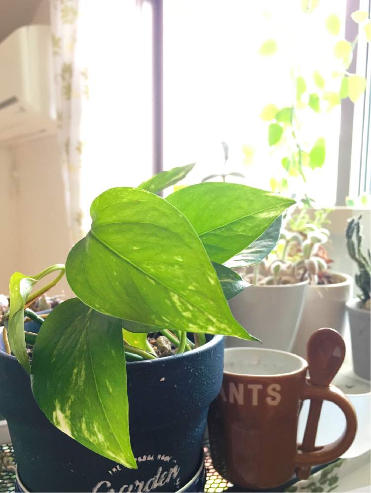 部屋の画像 by ちいさん | 部屋とポトスと観葉植物と植中毒と値下げ品。