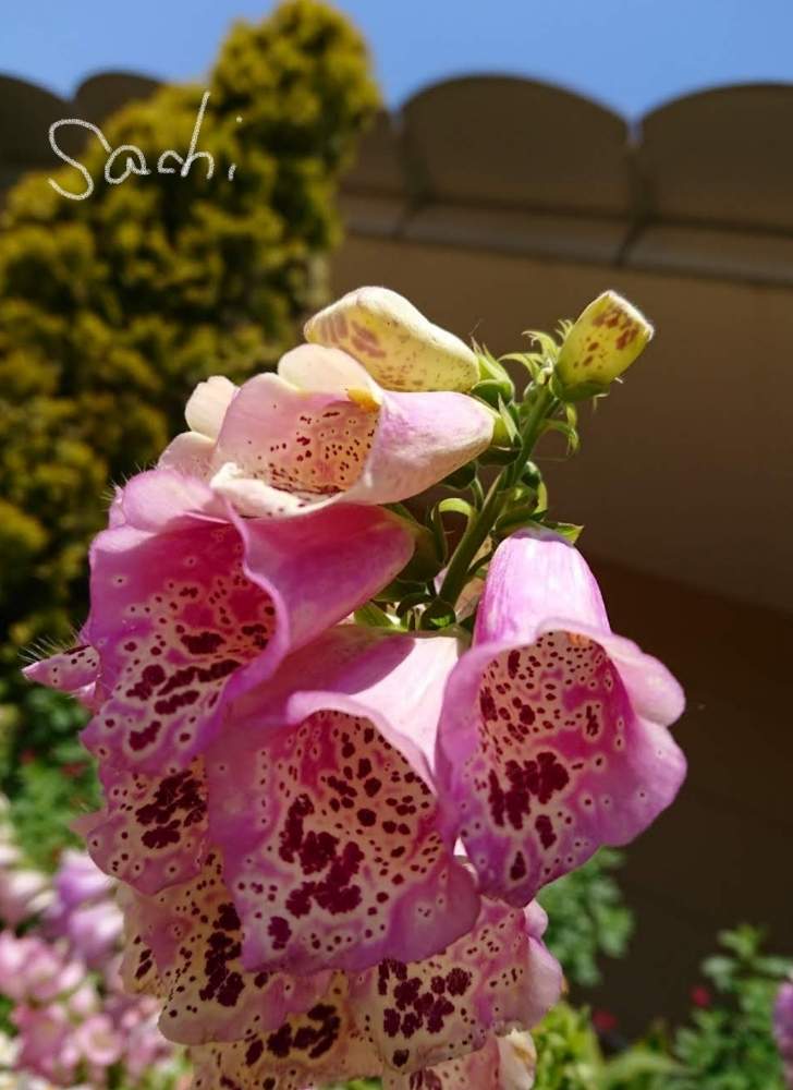 お出かけ先の画像 by sachiさん | お出かけ先とジギタリスと花のある暮らしと今日の花便りと鈴鹿・亀山