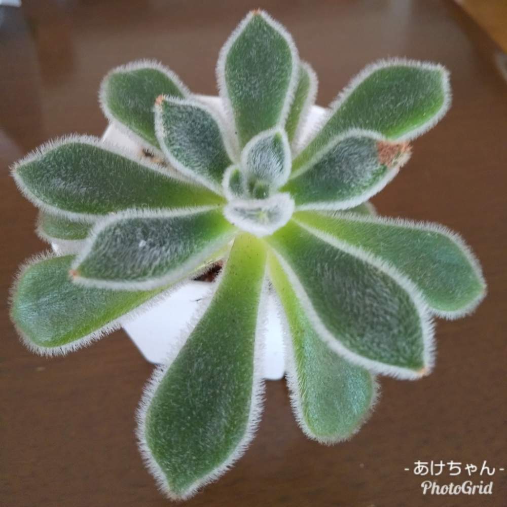 小さな庭の画像 by あけちゃんさん | 小さな庭とボンビシナと多肉植物とカッコいいと埼玉ンズ倶楽部とありがとう❤️とかわいい♡と植中毒と今日の一枚と多肉ラボ©とエケベリア属とタニラーと埼玉タニラーと花のある暮らしとたにおたくらぶとがんばれ!と素敵