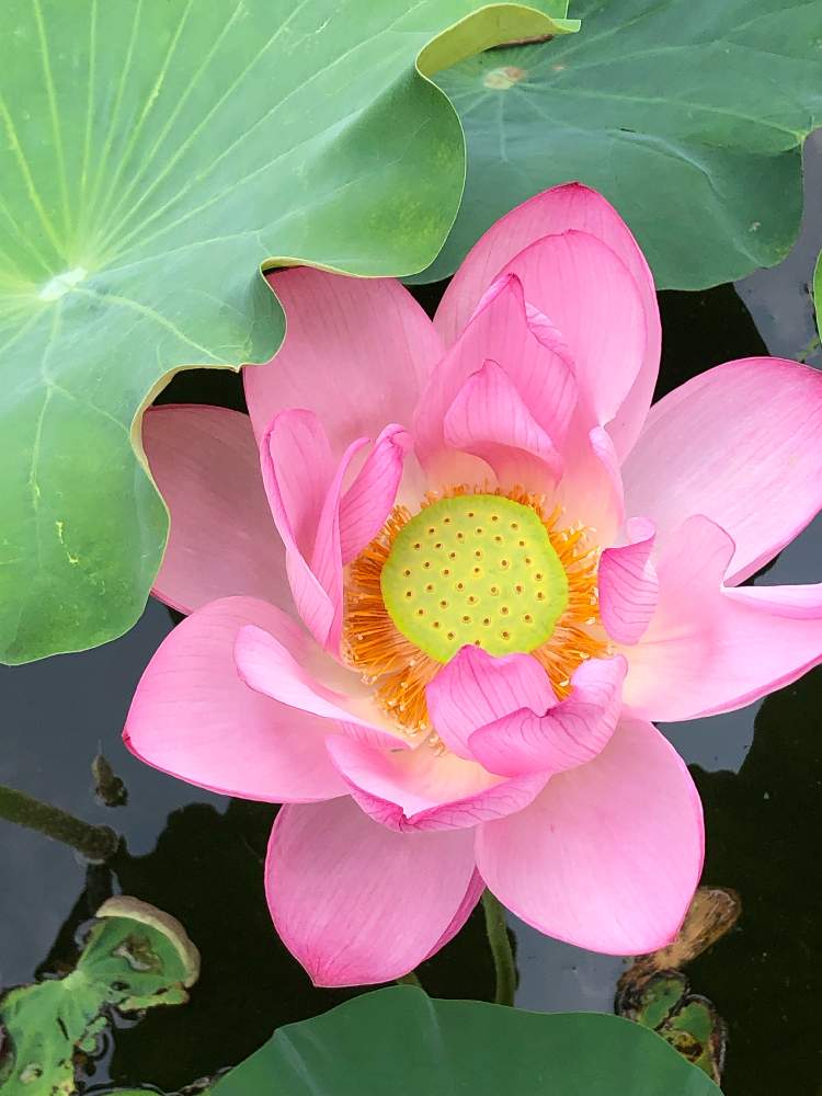 お出かけ先の画像 by yoyokoさん | お出かけ先と季節を感じる♪と植中毒と 蓮の花としあわせ♡とほんのりピンクと花のある暮らしとお花と色あざやか