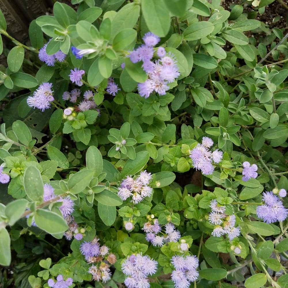 の画像 by hana★hanaさん | アゲラタムの花