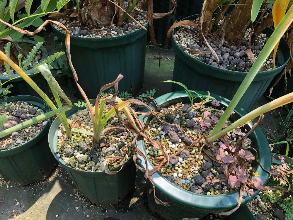 広い庭の画像 by 脂肪で多肉さん | 広い庭と球根植物と珍奇植物と珍しい植物