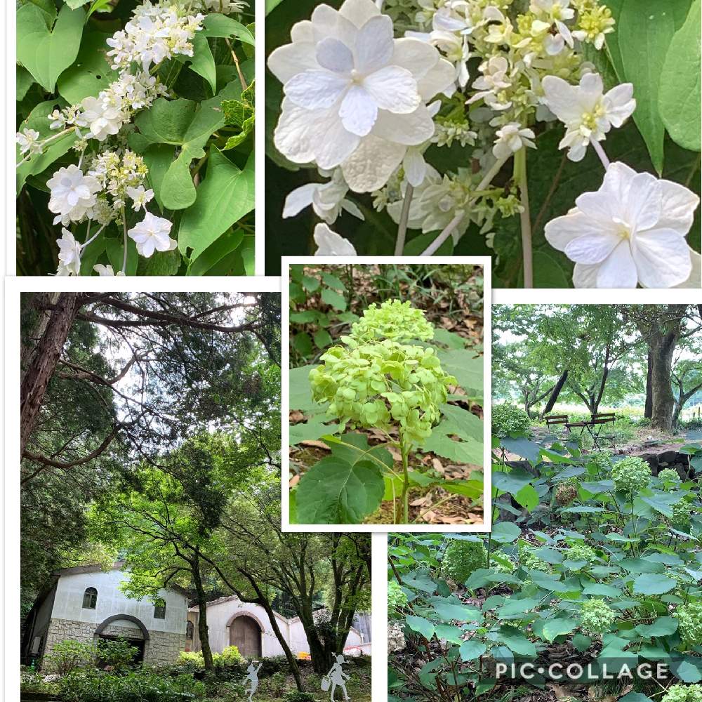 お出かけ先の画像 by スイカさん | お出かけ先とアナベル 紫陽花とアジサイ 紫陽花と白いお花と花のある暮らしとスマホで撮影とチーム福岡と紫陽花 墨田の花火と巨峰ワイナリー