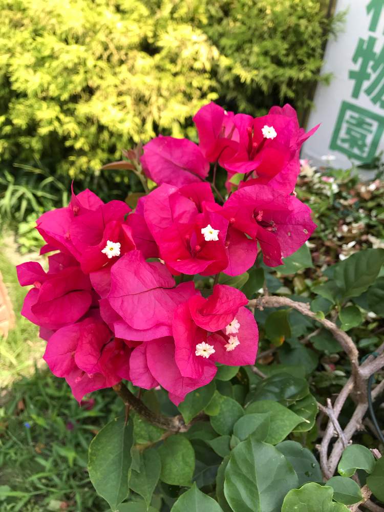 お出かけ先の画像 by たらさん | お出かけ先と公園と植物園とGreenSnapmarcheと長居植物園と花のある暮らしとお散歩とGREEN UP!