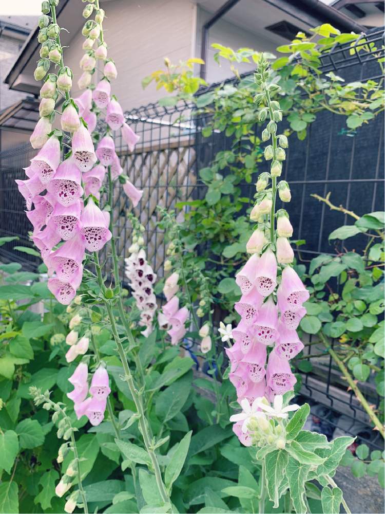 小さな庭の画像 by buchiさん | 小さな庭とジギタリスとピンクの花とかわいい♡とGS映えといい感じ♪♪とGS日和と今日のお花と花のある暮らしとかわいいな♡