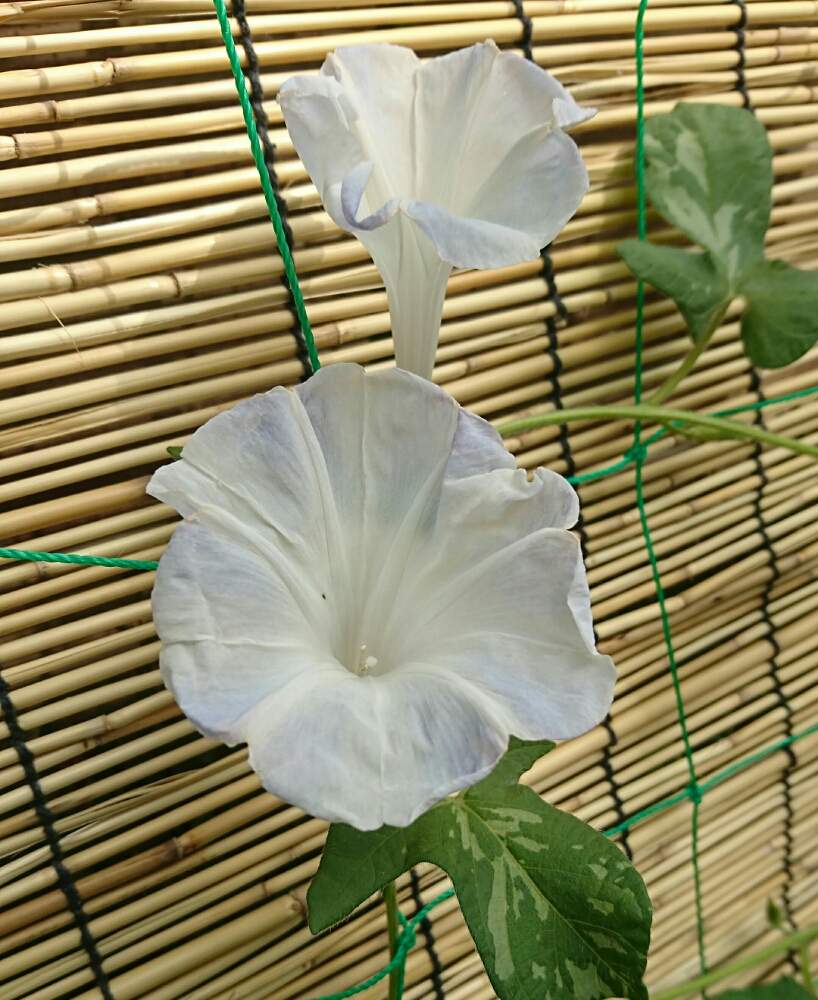 小さな庭の画像 by つぐみさん | 小さな庭とアサガオと夏のお花と花のある暮らしと咲いた♪とのんびり*¨*•.¸¸♪