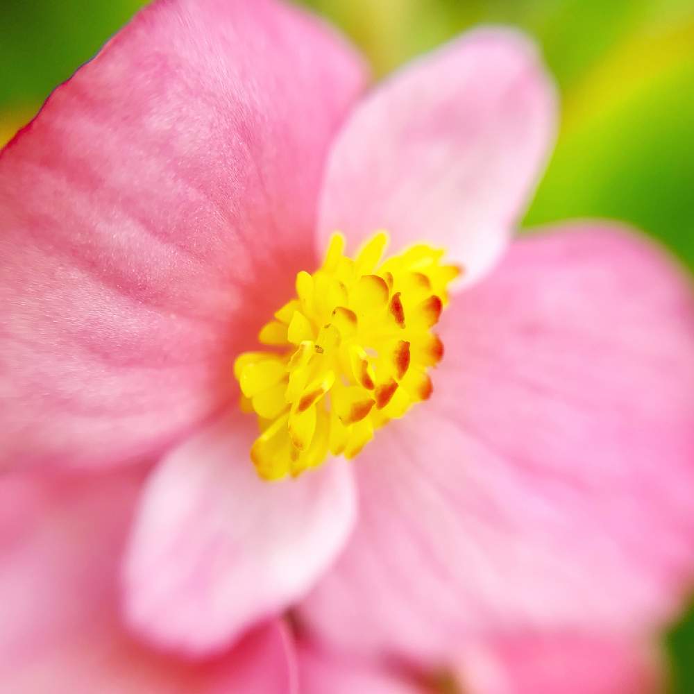 小さな庭の画像 by PT_yamahiroさん | 小さな庭とベゴニアとスマホ撮影と赤色の花と我が家の花達と花壇とアップ写真とマクロレンズ撮影とフラワーとマイガーデンとGS映えとマクロ撮影と植中毒と我が家の花壇とお花畑 と我が家の庭と花好きとガーデニングと花のある暮らしとお花とマクロな世界とお花好き