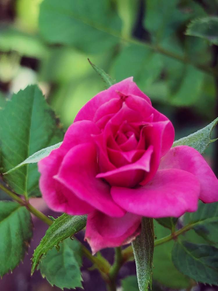 小さな庭の画像 by りりーさん | 小さな庭とピンクの花と大好きな薔薇と可愛い花と可憐と道端の花と緑の葉と大好きな花とガーデニングと花のある暮らしと道端
