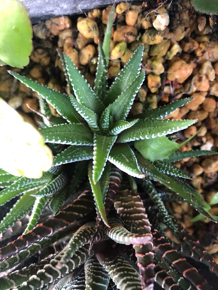の画像 by エアプランツさん | 多肉植物と子株と群馬県とグンマー