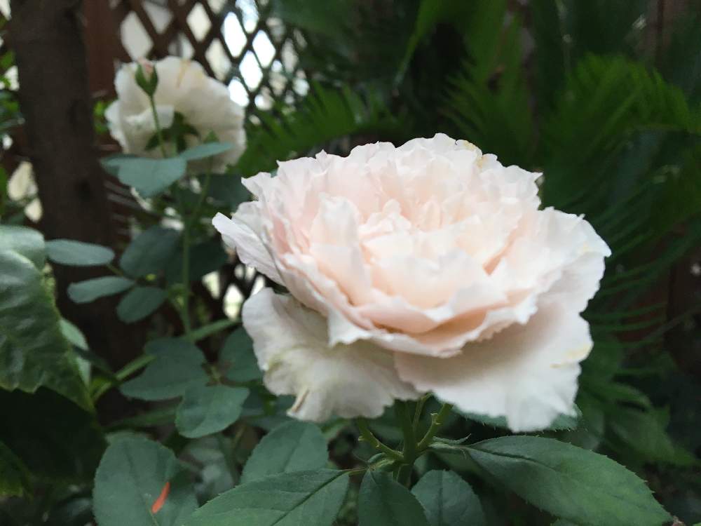 小さな庭の画像 by さちはなさん | 小さな庭と夏でも元気とばら バラ 薔薇とグリーンのある暮らしと8月と今日の1枚とリベルラ☆と花のある暮らしと8月生まれ