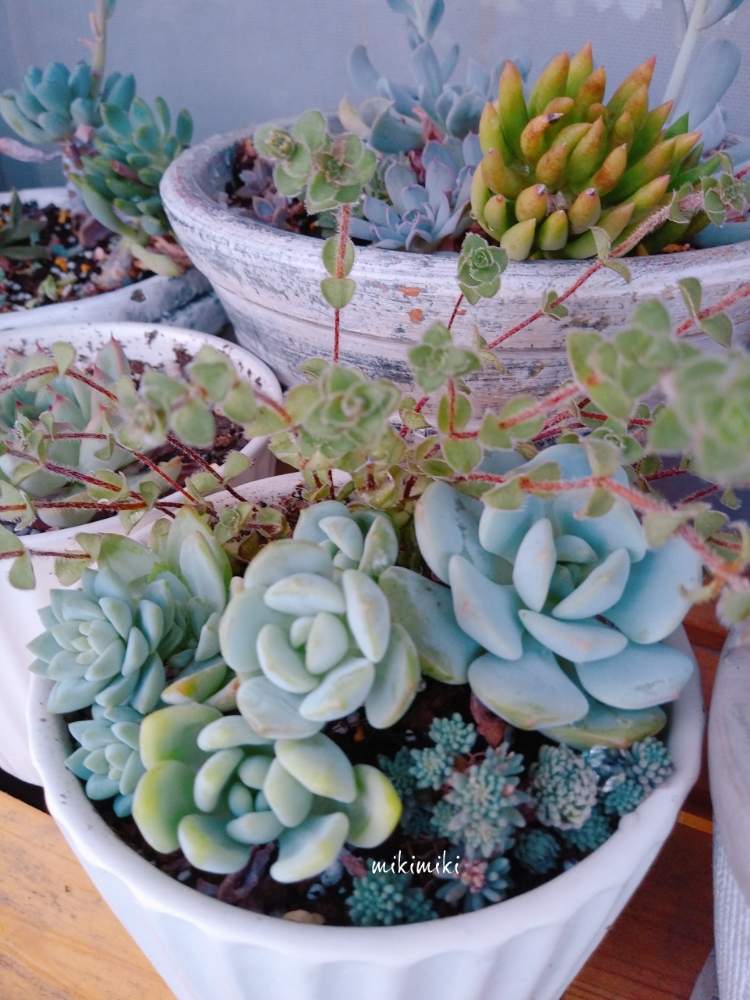 バルコニー/ベランダの画像 by mikimikiさん | バルコニー/ベランダとセダム!と植物のある暮らしと多肉の棚と寄せ植えと自己満足と癒しとぎゅっと!とGS映えとGS日和と植中毒と多肉女子とタニラーと幸せな時間とバルコニストと可愛い多肉ちゃん