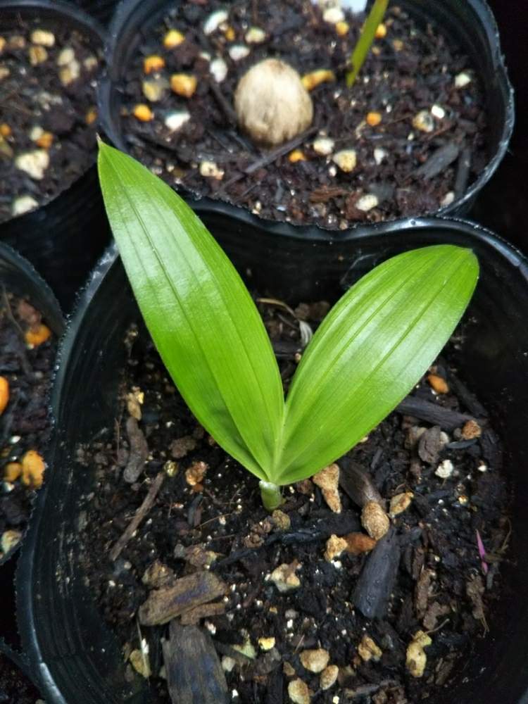 バルコニー/ベランダの画像 by Dioptaseさん | バルコニー/ベランダとDypsis prestonianaと ヤシの木と観葉植物と南国植物とトロピカルと希少と鉢植えとヤシと熱帯植物とディプシス属