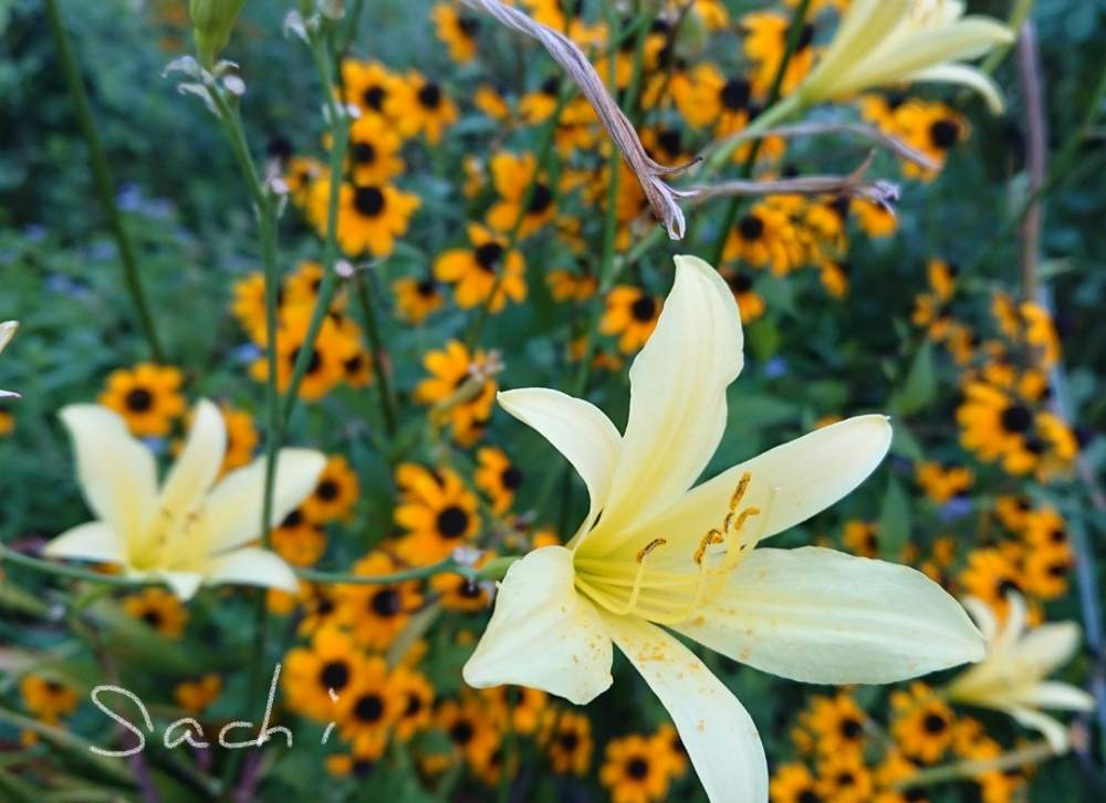 広い庭の画像 by sachiさん | 広い庭とユウスゲとルドベキアとよその庭と今日の花便りとさんぽみちと花のある暮らしとボタニカルスポット2019夏