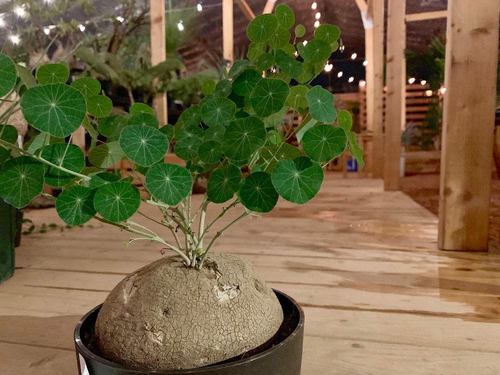 インテリアの画像 by Flower Villageさん | インテリアと多肉植物とパキポディウム属とステファニア・ピエレイと観葉植物とボタニカルライフとグリーンインテリアと鷺沼とベランダガーデンとコーデックスとステファニア ヴェノサと植中毒とフラワービレッジと塊根植物とエレクタとステファニア属とパキポディウム グラキリウスとパキポディウムエブレネウムとflowervillageと夏型塊根植物とインテリアグリーン