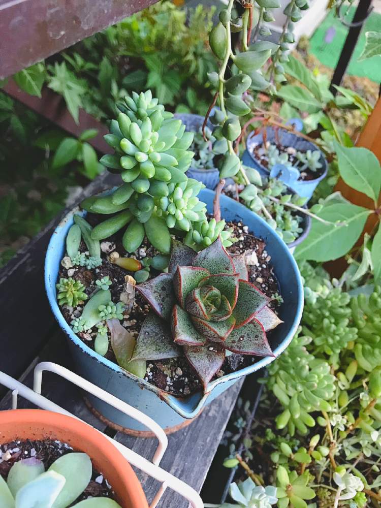 小さな庭の画像 by くみさん | 小さな庭と多肉植物と植物のある暮らしとボタニカルライフと 大和錦と多肉大好きと癒しとGS映えと夏の夕暮れと植中毒と多肉女子とタニラーとナチュラルスタイルと可愛いとガーデニングとかわいいな♡とGREEN UP!と多肉寄せ植えとセダムピンクベリーとジュレフェス♪