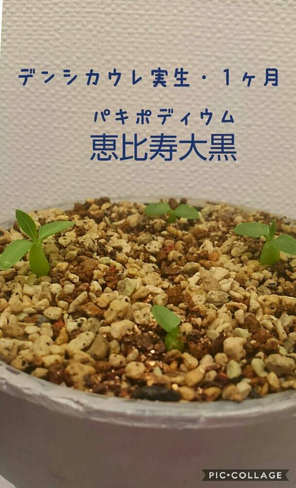 バルコニー/ベランダの画像 by なおきさん | バルコニー/ベランダとパキポディウムと恵比寿大黒と実生とアマゾン種