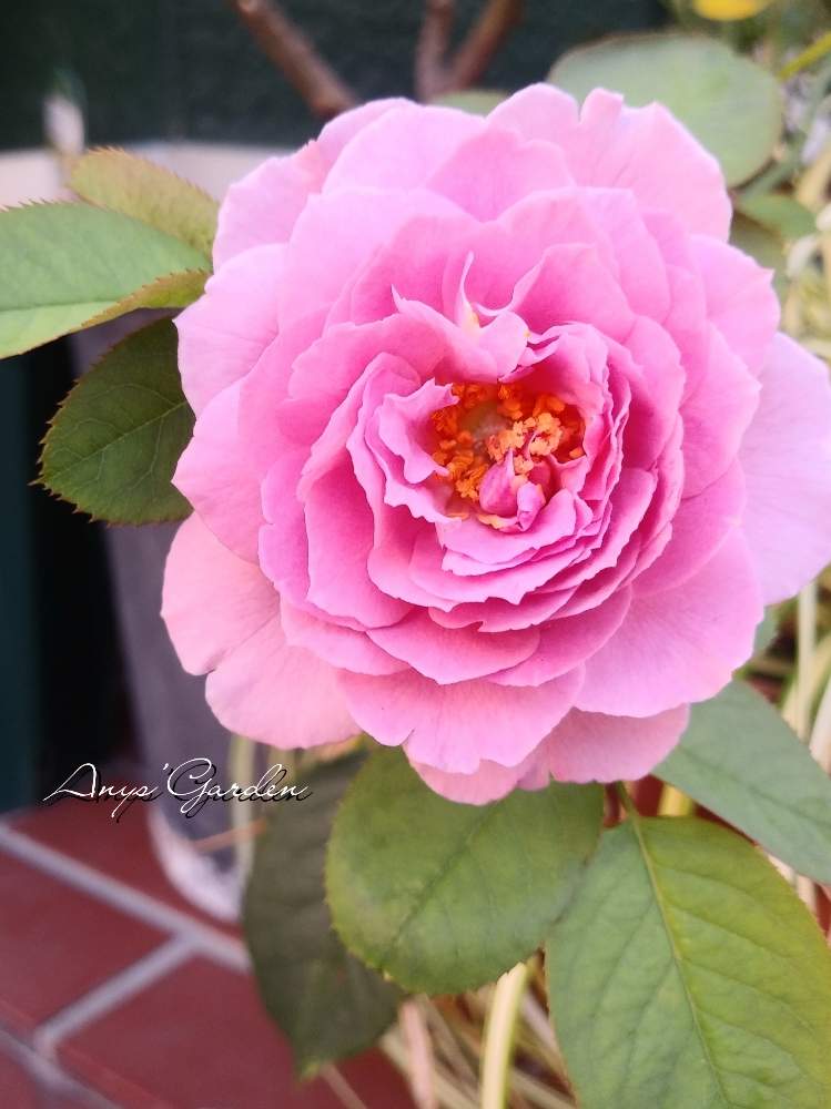 小さな庭の画像 by ANYさん | 小さな庭と嬉しいな♡と薔薇に魅せられてと癒しと薔薇のある暮らし♡と花のある暮らしと薔薇♪と咲いた!