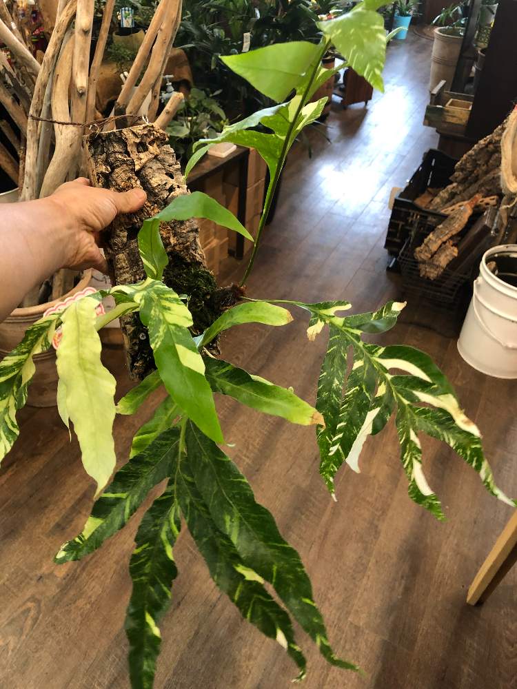 インテリアの画像 by ファニープランツさん | インテリアと観葉植物
