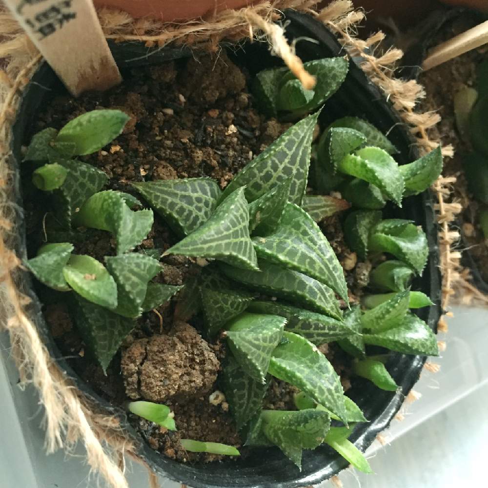 部屋の画像 by ごほうび♪さん | 部屋と竜鱗と多肉植物とみどりのある暮らしとたのしみ♡と ̄ー ̄)ニヤリとまじまじ観察と大きくな〜れ!と多肉お子様と多肉の魅力とかわいいと絶好調とぷりぷりとワクワク♡と多肉植物専門店ビスタ