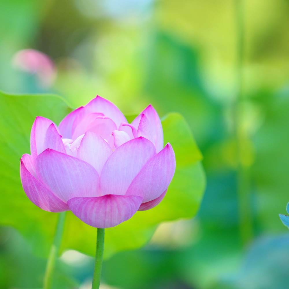 お出かけ先の画像 by おはぎさん | お出かけ先と昭和記念公園と花のある空間と癒しとおさんぽと花のある生活と 蓮の花と癒され風景と花のある暮らしとかわいいな♡とやっぱり花が好き♡