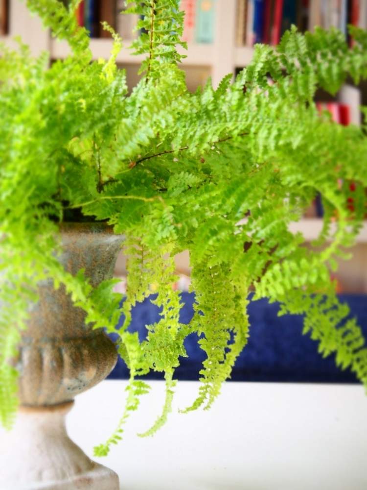 部屋の画像 by たまさん | 部屋と観葉植物と花のある暮らしと緑ある暮らしとネフロレピス属とタマシダ❇︎とカインズ