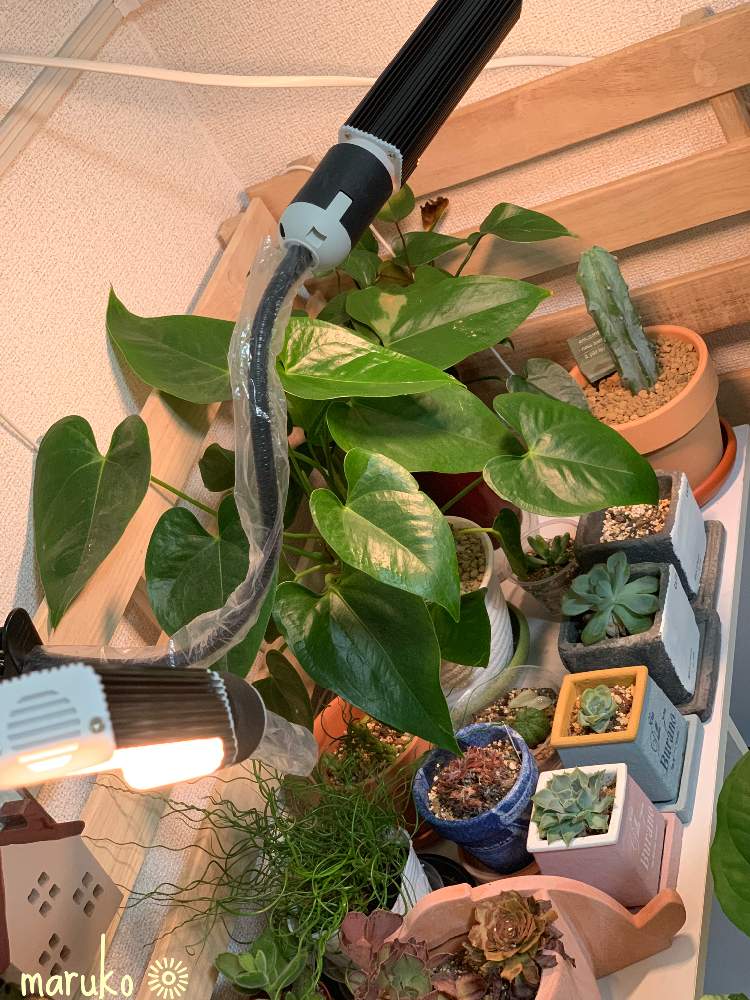 部屋の画像 by まるこさん | 部屋と多肉中毒と観葉植物と多肉病と愛知タニラーとGS映えと多肉のある暮らしと多肉女子