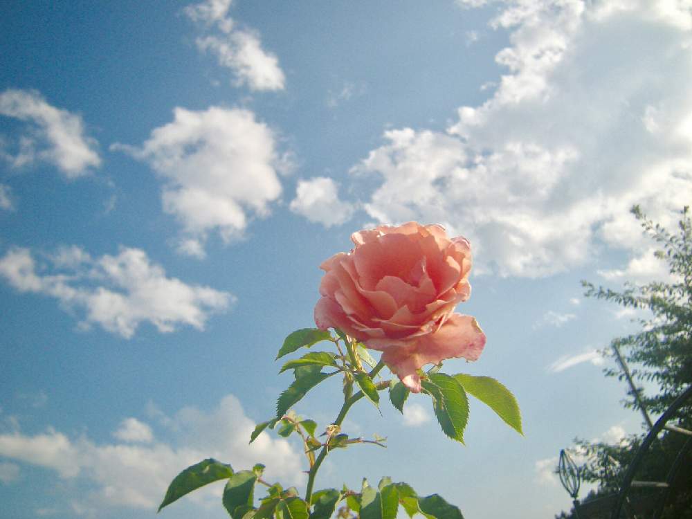 お出かけ先の画像 by yokoさん | お出かけ先と薔薇と夏の思い出と空は繋がってるとキュンキュン乙女倶楽部と自然ともんもんチャン♡見守り隊と負けるなもんもんチャンと癒しと夏空と植中毒とキュンキュン乙女倶楽部No.175と風景と雲が好きと青い空と強いぞ!!