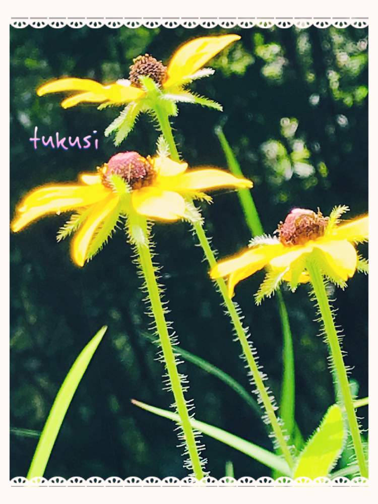 お出かけ先の画像 by 愛珠さん | お出かけ先と黄色い花♥︎∗*゚とおじゃったもんせと野原と元気色と花のある暮らしと暑いですね