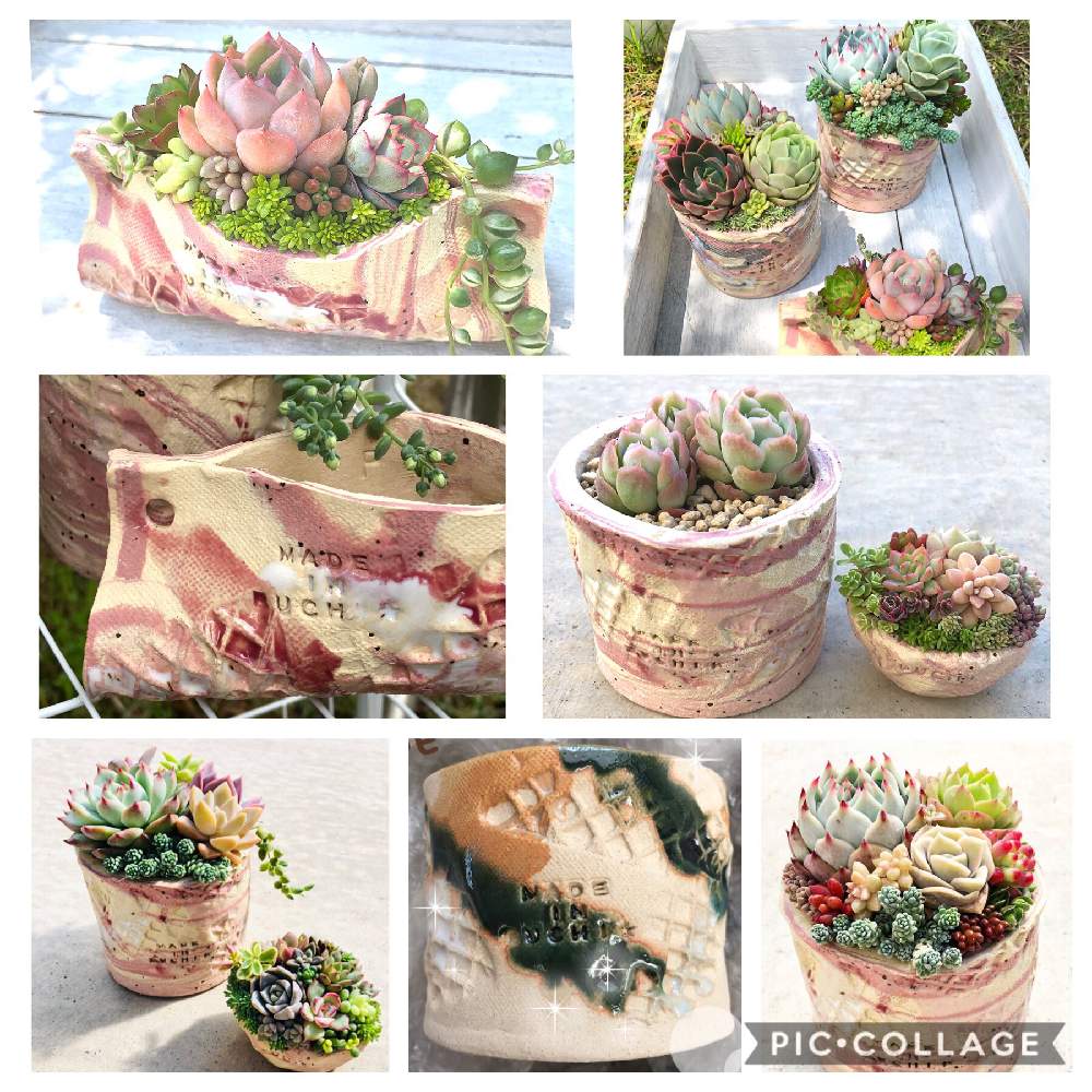 小さな庭の画像 by みらいさん | 小さな庭と多肉植物と寄せ植えと植中毒とピンクと恋ミケと多肉女子とタニラーと赤いツメとbuchi鉢とオムレット鉢
